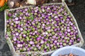 Vietnamese purple small round eggplant