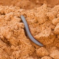 Vietnamese Rainbow Millipede crawling in the sand