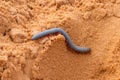 Vietnamese Rainbow Millipede crawling in the sand