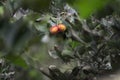 The vietnamese Rambutan is a tropical fruit. Here a rambutan in a tree in Mekong jungle, Vietnam Royalty Free Stock Photo