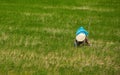 Vietnamese Rice Field Worker Royalty Free Stock Photo