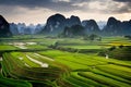 Vietnamese Rice Fields Inspired Scapes