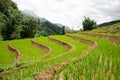 Vietnamese Rice Paddy Fields
