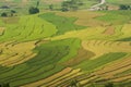 Vietnamese rice terraced paddy field in harvesting season. Terraced paddy fields are used widely in rice, wheat and barley farming Royalty Free Stock Photo