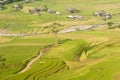 Vietnamese rice terraced paddy field in harvesting season. Terraced paddy fields are used widely in rice, wheat and barley farming Royalty Free Stock Photo