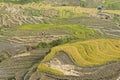 Vietnamese rice terraced paddy field in harvesting season. Terraced paddy fields are used widely in rice, wheat and barley farming Royalty Free Stock Photo