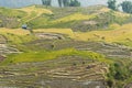 Vietnamese rice terraced paddy field in harvesting season. Terraced paddy fields are used widely in rice, wheat and barley farming Royalty Free Stock Photo