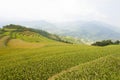 Vietnamese rice terraced paddy field in harvesting season. Terraced paddy fields are used widely in rice, wheat and barley farming Royalty Free Stock Photo