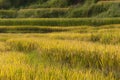 Vietnamese rice terraced paddy field in harvesting season. Terraced paddy fields are used widely in rice, wheat and barley farming Royalty Free Stock Photo