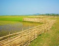 Vietnamese rural, paddy field, bamboo fence