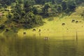 Vietnamese rural scene, with children swimming on the lake and water buffaloes eating grass on beyond hill