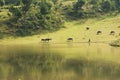 Vietnamese rural scene, with children swimming on the lake and water buffaloes eating grass on beyond hill