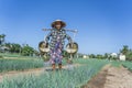 Vietnamese senior woman watering vegetable garden in vegetarian village near Hoi An city, Vietnam Royalty Free Stock Photo