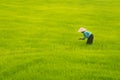 Vietnamese senior woman works in rice field