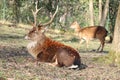 Vietnamese sika deer (Cervus nippon pseudaxis) male, and female Royalty Free Stock Photo