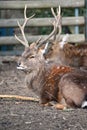 Vietnamese sika deer male Royalty Free Stock Photo