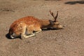 Vietnamese sika deer