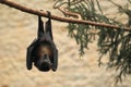 Vietnamese small flying fox