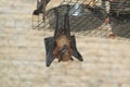 Vietnamese small flying fox