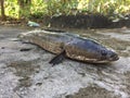 Vietnamese snakehead or striped snakehead fish, Channa striata Royalty Free Stock Photo