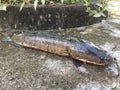 Vietnamese snakehead or striped snakehead fish, Channa striata Royalty Free Stock Photo