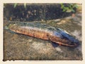 Vietnamese snakehead or striped snakehead fish, Channa striata