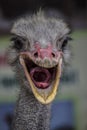 Asia, Vietnam, Nya Chang, Local Attractions - Ostrich