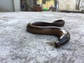 Vietnamese swamp eel, Monopterus albus