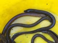 Vietnamese swamp eel, Monopterus albus Royalty Free Stock Photo