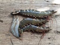 The Vietnamese whiteleg shrimp, Litopenaeus vannamei Royalty Free Stock Photo