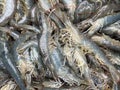 Vietnamese whiteleg shrimp, Penaeus vannamei a dominate shrimp in Vietnam Royalty Free Stock Photo