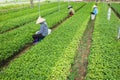 Vietnamese woman farmers working on vegetable field