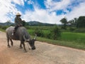 Vietnamese woman rides buffalo Royalty Free Stock Photo