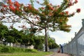 Vietnamese woman sanitation worker working under phoenix tree at riverside park