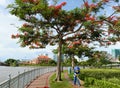 Vietnamese woman sanitation worker working under phoenix tree at riverside park