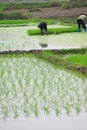Vietnamese woman transplanting rice Royalty Free Stock Photo