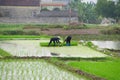 Vietnamese woman transplanting rice Royalty Free Stock Photo