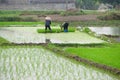 Vietnamese woman transplanting rice Royalty Free Stock Photo