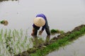 Vietnamese woman transplanting rice Royalty Free Stock Photo