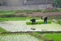 Vietnamese woman transplanting rice Royalty Free Stock Photo