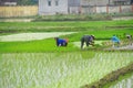 Vietnamese woman transplanting rice Royalty Free Stock Photo