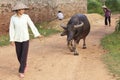 Vietnamese Woman with Water Buffalo Royalty Free Stock Photo