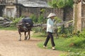 Vietnamese Woman with Water Buffalo Royalty Free Stock Photo