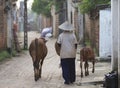 Vietnamese Woman with Water Buffalo