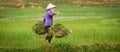 Vietnamese Woman at Work in Ricefield Royalty Free Stock Photo