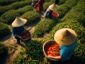 Vietnamese women and man pick chili peppers