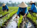 Vietnamese women transplant rice seedlings