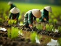 Vietnamese women transplant rice seedlings