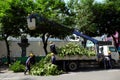 Vietnamese worker work on boom lift to cut branch of tree