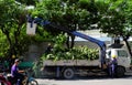Vietnamese worker work on boom lift to cut branch of tree